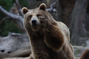 Šimtai Pirėnų gyvulių augintojų protestuotoja prieš rudųjų lokių sugrąžinimą
