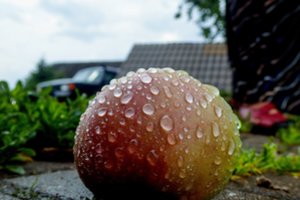 Prasideda ruduo: svarbiausi rugsėjo darbai sode ir darže