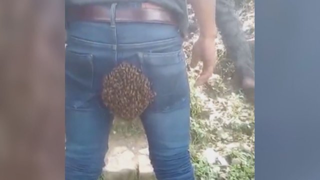 Internete sparčiai plinta neeilinis kuriozas: vyro sėdynę apspito šimtai bičių