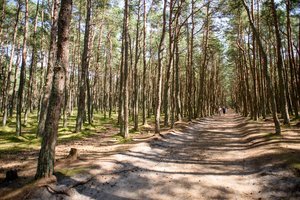 Specialistai ir savivaldybė prašo specialaus įstatymo Kuršių nerijai