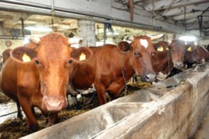 Estų ir latvių planai gali paaštrinti konkurenciją dėl pieno Baltijos šalyse