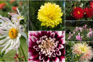 Daugiau kaip 500 jurginų veislių – šių gėlių gerbėjus vilios Kaunas