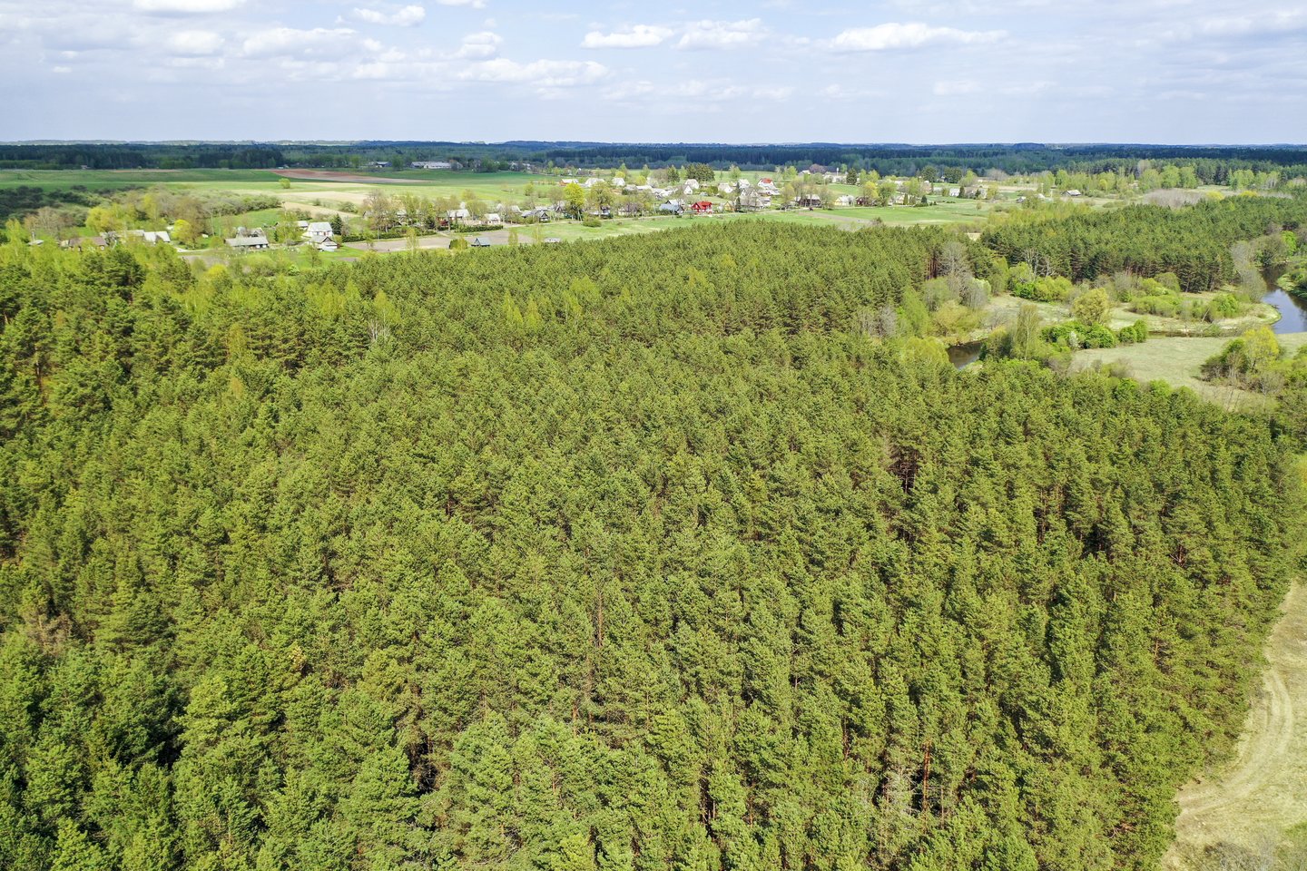 Prezidento Gitano Nausėdos patarėja sako, kad Seimo įvestas draudimas vienam asmeniui įsigyti daugiau kaip 1,5 tūkst. hektarų miško yra kova su neegzistuojančia problema.<br>V.Ščiavinsko nuotr.