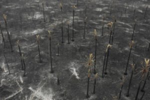 Brazilijos valdžia veiksmų ėmėsi per vėlai: pragaro vartai jau prasivėrė