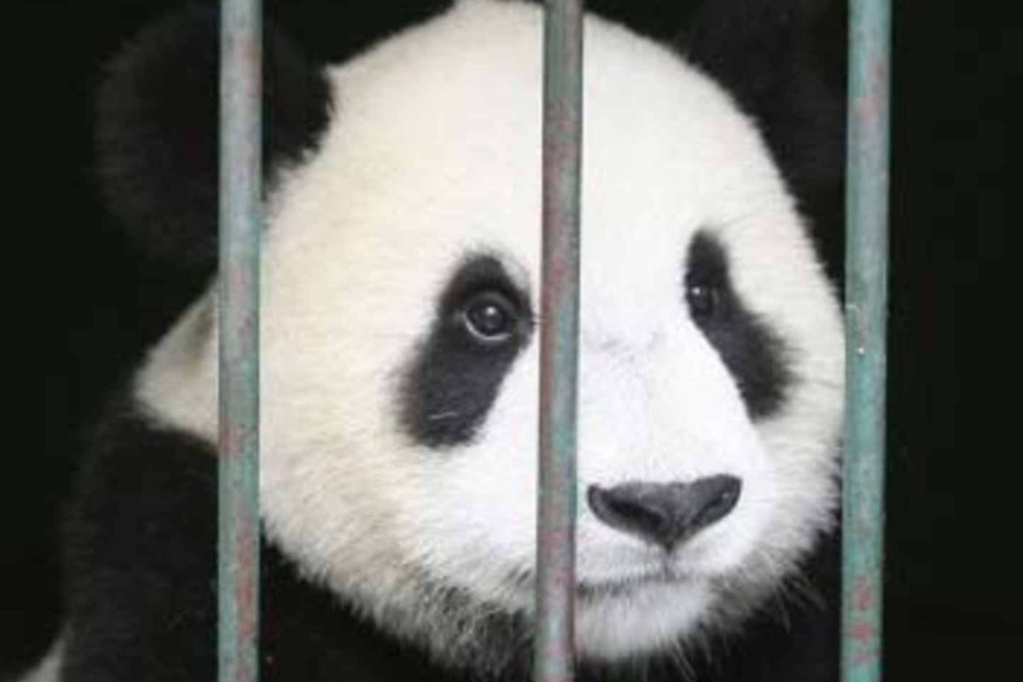 Berlyno zoologijos sode laukiasi panda.<br>"Reuters"