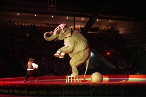 Vyriausybė vėl tarsis dėl draudimo naudoti gyvūnus cirke