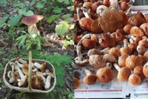 Grybų sugundyti užsimerkia prieš kainas: pirkėjai dvejoja, derasi, bet perka 