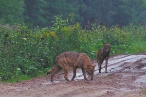 Vilkų išpuoliai tęsiasi: sudraskytos šešios ūkininko avys