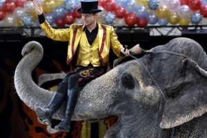 Vyriausybė siūlo drausti gyvūnų pasirodymus cirke
