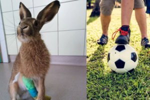 Veterinarus pašiurpino žiaurumas: vaikai kiškelį spardė tarsi futbolo kamuolį