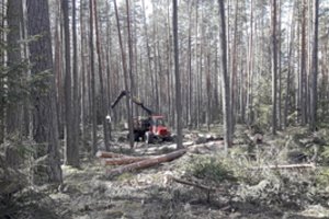 Aplinkos ministras K. Mažeika stabdo medžioklę Punios šile