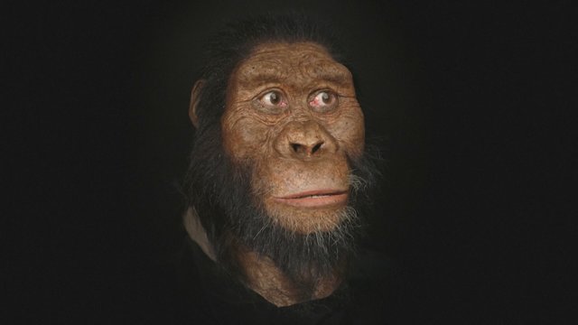 Visuomenei pristatytas unikalus radinys – 4 milijonų metų senumo žmogaus protėvio kaukolė