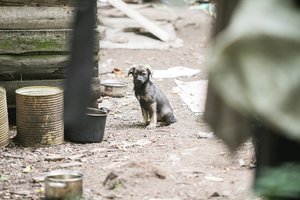 Neišgirdusi šunų amsėjimo senutė puolė ieškoti, bet vaizdas prie tvenkinio pervėrė širdį