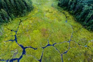 Europą vienija gamtos išsaugojimo idėja: prisidėti gali kiekvienas