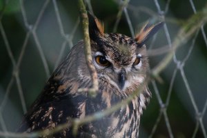 Lietuvos miškai pasipildė itin retais sparnuočių jaunikliais