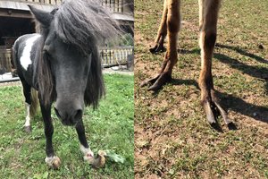 Augintinius su kanopomis prižiūrėti būtina atidžiai: kraupiai pasibaigiančių pažeidimų pasitaiko dažnai