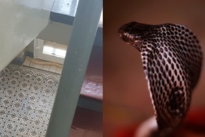 Kobra bėglė pagaliau sugauta – papasakojo, kaip pavyko