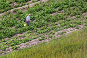 Žemdirbiai nebegalės naudoti kenksmingo glifosato piktžolėms naikinti