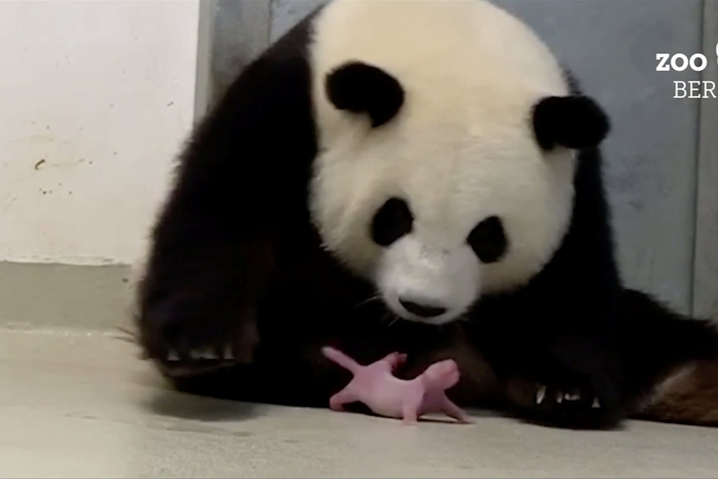  Vos gimę pandų mažyliai būna rausvi ir turi ilgas uodegas.