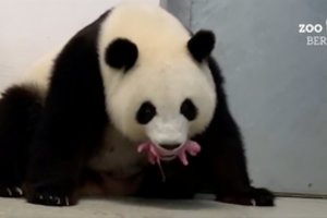 Retenybė: Berlyno zoologijos sodo didžioji panda atsivedė dvynukus