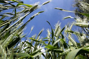 Paraiškos – smulkiųjų ūkininkų tarpusavio bendradarbiavimo skatinimui