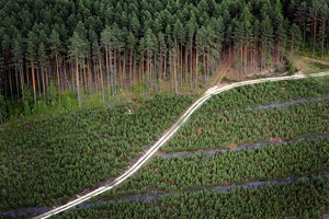 Miško veisimo finansavimui – 13,5 mln. eurų