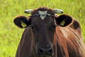 Iš Mūšos upės dumblo ištempta karvė pieno nedavė