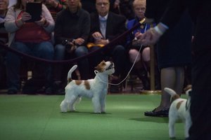 JK premjeras B. Johnsonas savo rezidencijoje augins iš prieglaudos paimtą terjerą