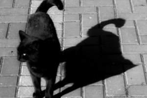 Tyrimas atskleidė, kokie žmonės perka nelegalias cigaretes, alkoholį ar kurą