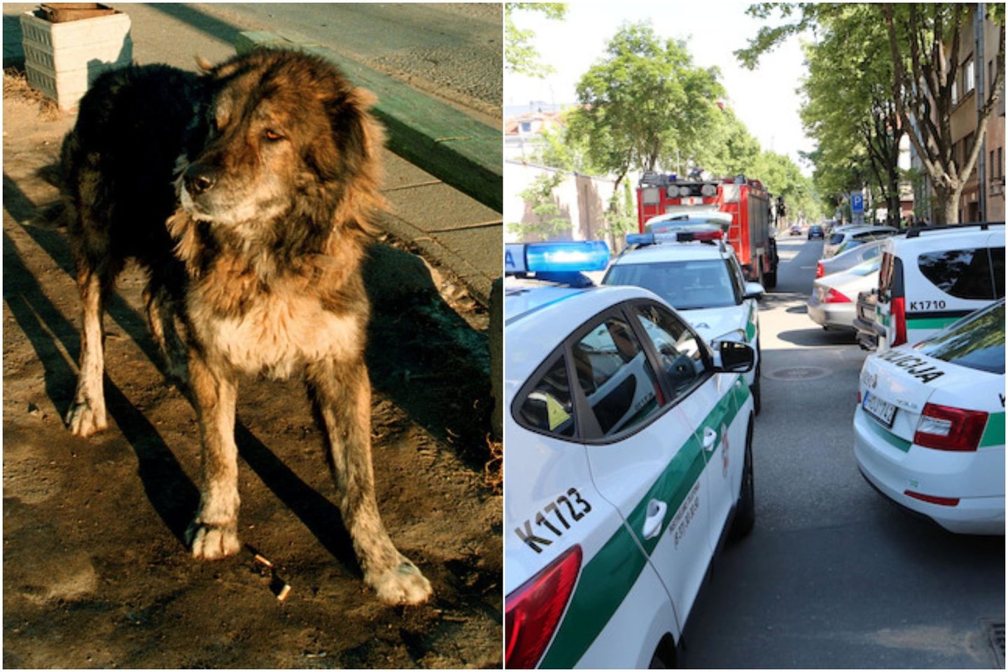 Kauno policija pradėjo tyrimą dėl žiauraus elgesio su gyvūnu. Privačios valdos sandėlyje buvo pakartas šuo.
