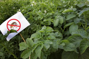 Nuostolingas bulvių versliukas virto pelningu verslu – akimirksniu pagelbėjo inspektoriai