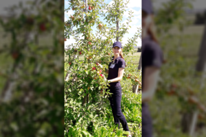 Ne visada papuvęs močiutės sodo vaisius sveikesnis nei iš parduotuvės