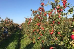 Kokybiška, kaimiška produkcija – miestiečių stalui