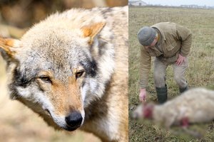 Kol ūkininkai verkia dėl kruvinų skerdynių, gamtininkai perspėja apie didesnę bėdą Lietuvoje