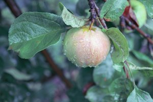 Pats laikas sodinti vaismedžius: suskubę džiaugsitės rezultatais