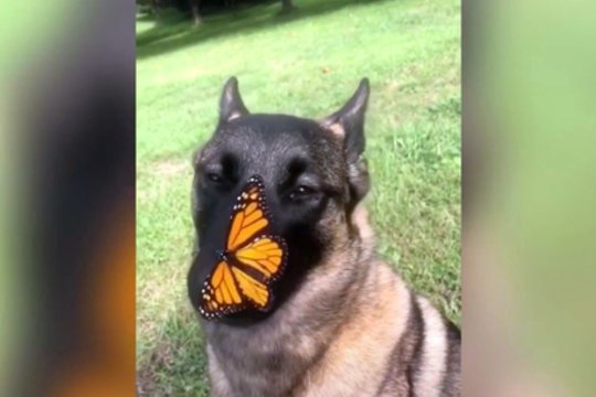 Parke pamatė nekasdienį vaizdą – tapo neįprastos draugystės liudininkais