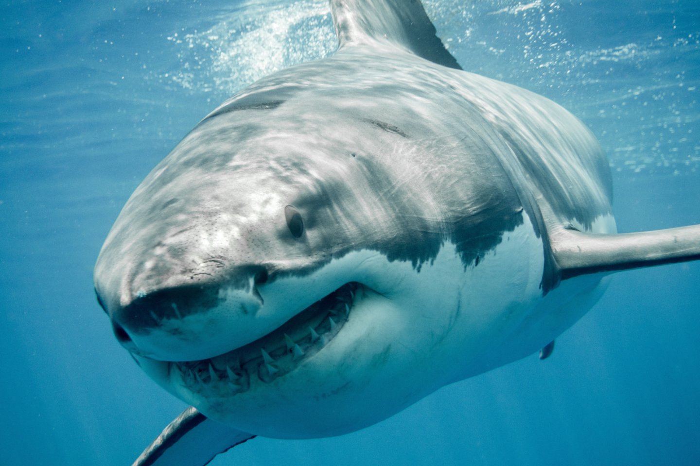  „Discovery Channel“ kanalo grupė, filmuodama ryklių savaitės laidą „Bride of Jaws“ (liet. „nasrų nuotaka“), ieškojo didžiojo baltojo ryklio, kuris yra pravardžiuojamas „Ryklių Žanu“.<br>123RF nuotr. 