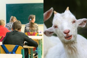 Lietuvos mokyklose vaikai sunkiai atskiria gyvūnus – kas laukia toliau?