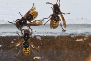 Evakuacija Prienų mokykloje: klasę užpuolė širšės