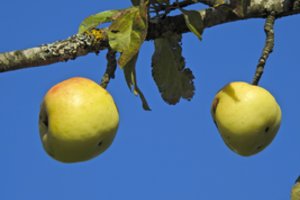 Sodas duoda ne tik fizinį, bet ir intelektualinį derlių: nesupūdykite jo