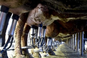 Pieno supirkimo iš stambiųjų ūkių kainos išlaiko europinį vidurkį