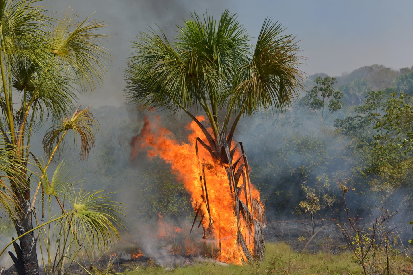 Šiuo metu Pietų Amerikos miškuose siaučia didžiuliai gaisrai – labiausiai paveiktos Brazilija, Venesuela, Bolivija ir Kolumbija.<br>Scanpix/Reuters/AFP nuotr.