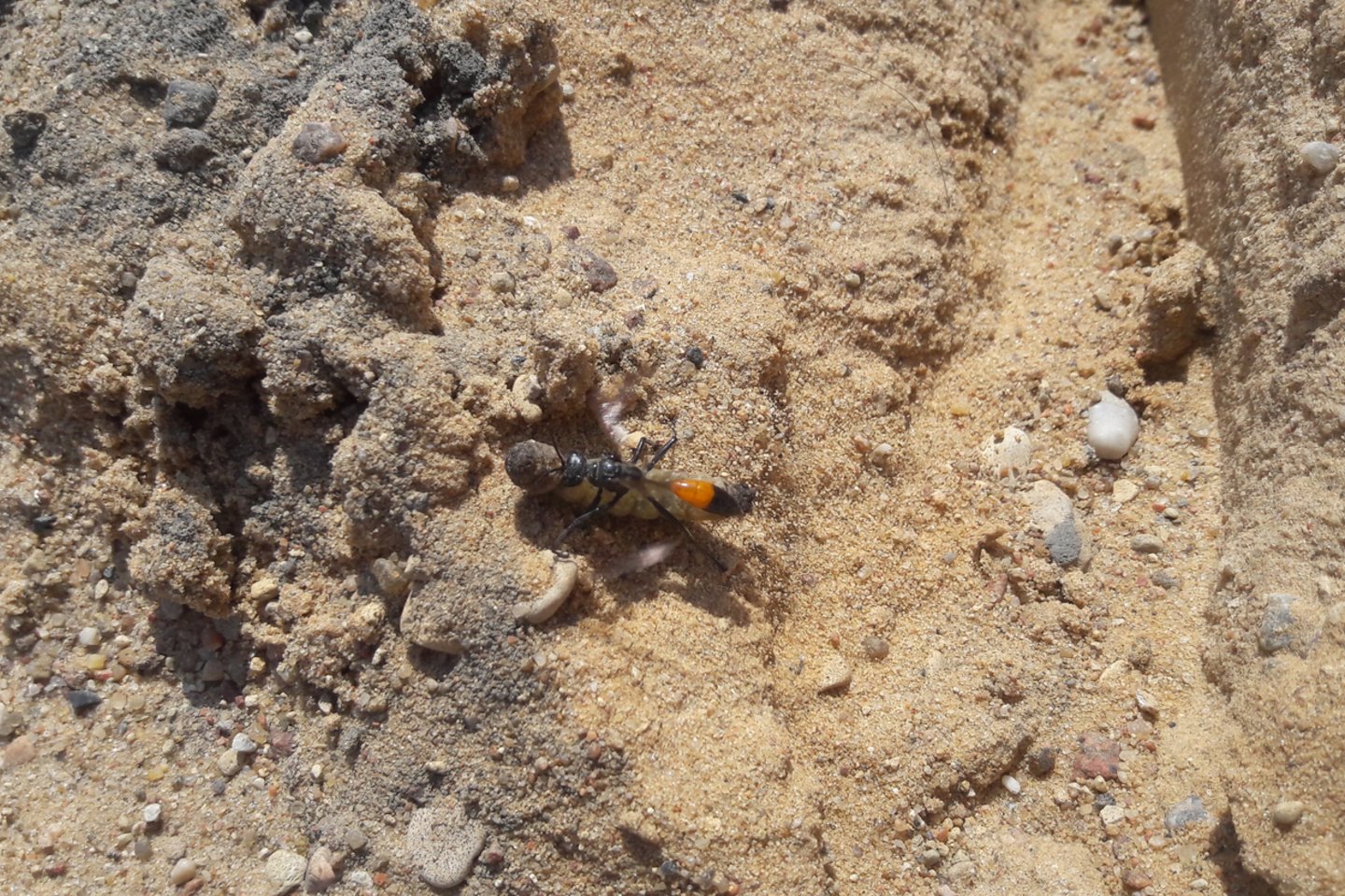  Entomologijos laboratorijos vadovas Sigitas Podėnas trumpai ir aiškiai atsakė: „Tai – smėlinė amofila (lot. Ammophila sabulosa)“.<br>V. Janulevičiaus nuotr.