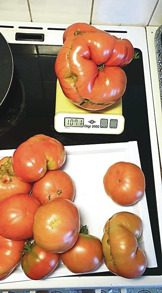 Lietuvoje sunoko įspūdingo dydžio ir svorio pomidorai.<br>Lrytas.lt nuotr.