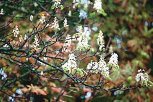 Žmones stebina neįprasti gamtos reiškiniai Vilniuje: tai reakcija į ekstremalią situaciją