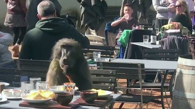 Beždžionės elgesys privertė griebtis kamerų – to matyti dar neteko