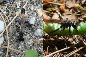 Lietuvoje užfiksavo gyvį-žudiką: kaip jis tai padarė?