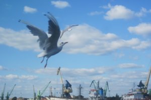 Šviesoraščio simpoziumas sugrįžo į Nidą