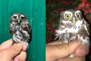 Ventės Rago ornitologai sužiedavo itin retą Lietuvoje paukštį