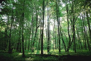 Lenkija skambina pavojaus varpais: dėl klimato kaitos gali išnykti eglės ir pušys